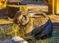 Closeup of a big brown european rabbit eating hay, popular domesticated bunny specie Royalty Free Stock Photo