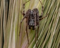 Closeup of a big brown spider on a wheat flower
