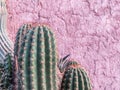 Closeup of big cactuses on the background of an adobe red wall Royalty Free Stock Photo