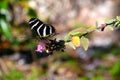 Closeup of a big colorfull butterfly on a flower Royalty Free Stock Photo