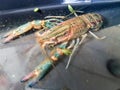 Closeup big crayfish shirmp in the water and black bowl Royalty Free Stock Photo