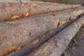 Closeup of big cut tree trunks and logs Royalty Free Stock Photo