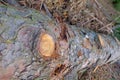 Closeup of big cut tree trunks and logs Royalty Free Stock Photo