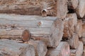 Closeup of big cut tree trunks and logs Royalty Free Stock Photo