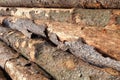 Closeup of big cut tree trunks and logs Royalty Free Stock Photo