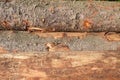 Closeup of big cut tree trunks and logs Royalty Free Stock Photo