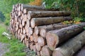 Closeup of big cut tree trunks and logs Royalty Free Stock Photo