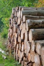 Closeup of big cut tree trunks and logs Royalty Free Stock Photo
