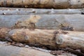 Closeup of big cut tree trunks and logs Royalty Free Stock Photo