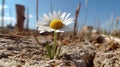 Closeup of a Big Daisy on a dry and cracked ground - AI Generated Royalty Free Stock Photo