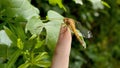 Closeup of big dragonfly sitting on female finger and flying away. Royalty Free Stock Photo