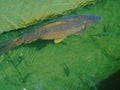 Closeup of big fish swimming in the green water with other small fish, nature, lake, animal