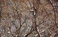 Closeup big flakes of snow on branch. Selective focus of Snowflake on tree during winter, shallow depth of field