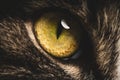 Closeup of big green cat eye. Macro photo Royalty Free Stock Photo