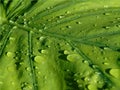 Closeup of a large green Alocasia leaf with drops of rain sliding over it, background of a plant after the rain Royalty Free Stock Photo