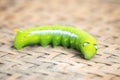 Closeup the Big green worm on tree, Giant green worm on treetop