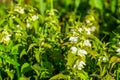 Closeup of a big group of white dead nettle plants in bloom, common wild plant specie from Eurasia Royalty Free Stock Photo