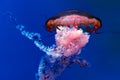 Big jellyfish, sea nettle Royalty Free Stock Photo