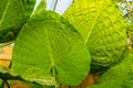 Closeup of the big leaves of a giant taro plant, tropical plant specie from Australia Royalty Free Stock Photo