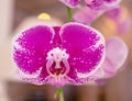 Big magenta white orchid flower Royalty Free Stock Photo