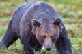 Closeup of a big male brown bear in summer