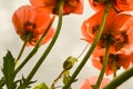 Closeup of a big orange poppies view from below.