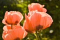 Closeup of a big orange poppies wild plants