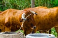 Closeup of a big oxen tied with a rope to a trough, farm animal