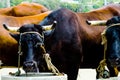 Closeup of a big oxen tied with a rope to a trough, farm animal