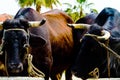 Closeup of a big oxen tied with a rope to a trough, farm animal