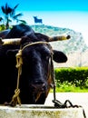 Closeup of a big oxen tied with a rope to a trough, farm animal