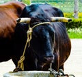 Closeup of a big oxen tied with a rope to a trough, farm animal