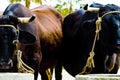 Closeup of a big oxen tied with a rope to a trough, farm animal