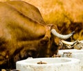 Closeup of a big oxen tied with a rope to a trough, farm animal