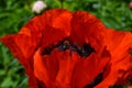 Closeup of a big red poppy Summer period