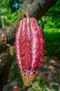A cocoa pod hanging on a tree branch. Food ingredient for a 100% finest dark chocolate. Cocoa butter and chocolate fruit Royalty Free Stock Photo