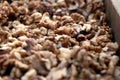 Closeup of big shelled walnuts Akhrot pile sold in market Royalty Free Stock Photo