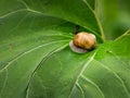 A big snail sitting on a big green leaf Royalty Free Stock Photo