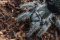 Closeup big spider tarantula Brachypelma Albopilosum often kept as a pet. Royalty Free Stock Photo