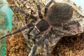 Closeup big spider tarantula Lasiodora parahybana often kept as a pet. Royalty Free Stock Photo