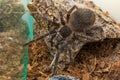 Closeup big spider tarantula Lasiodora parahybana often kept as a pet. Royalty Free Stock Photo