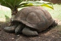 Closeup of Big tortoise model