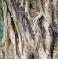 Big tree root texture as background Royalty Free Stock Photo
