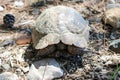 closeup of a big turtle on a rock Royalty Free Stock Photo