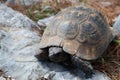 Closeup of a big turtle on a rock Royalty Free Stock Photo