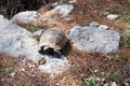 Closeup of a big turtle on a rock Royalty Free Stock Photo