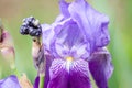 Closeup big violet flower Royalty Free Stock Photo