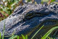 Closeup of Big Wild Alligator Eyes and Head