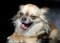 Closeup of a big yawn from a tiny Chihuahua Royalty Free Stock Photo