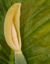Closeup of big yellow flower of Alocasia plant with large green leaf, background of watered plant, nature, gardening Royalty Free Stock Photo